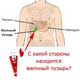с какой стороны находится желчный пузырь