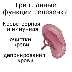 три главные функции селезенки