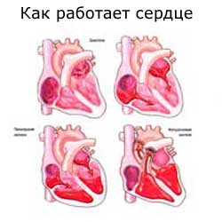 как работает сердце