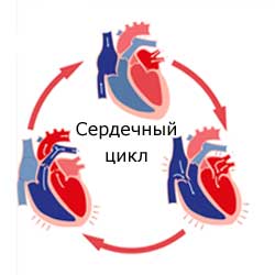 сердечный цикл