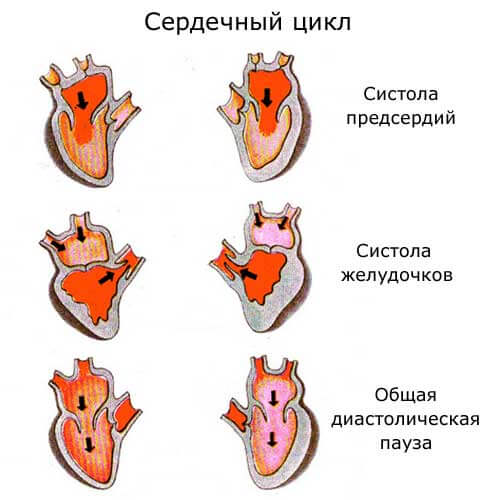 три периода сердечного цикла