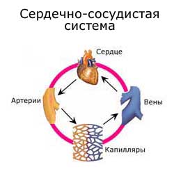 сердечно-сосудистая система: схема движения крови