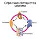 сердечно-сосудистая система: схема движения крови