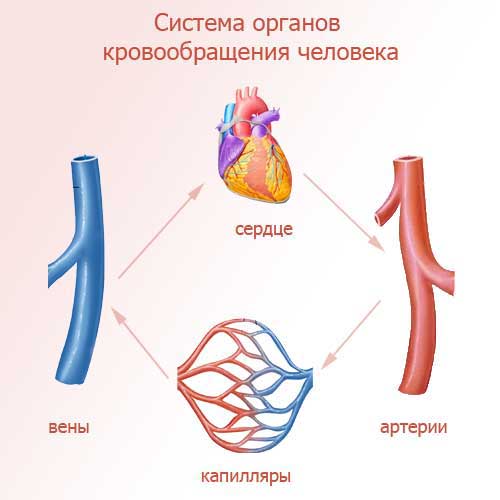 органы, входящие в систему кровообращения человека