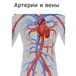артерии и вены