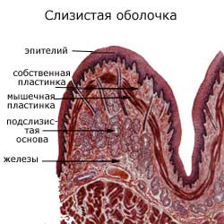 слизистая оболочка