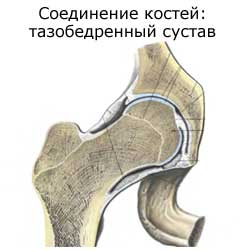 соединение костей: тазобедренный сустав