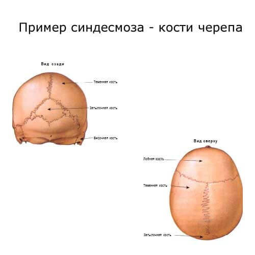 синдесмоз: кости черепа