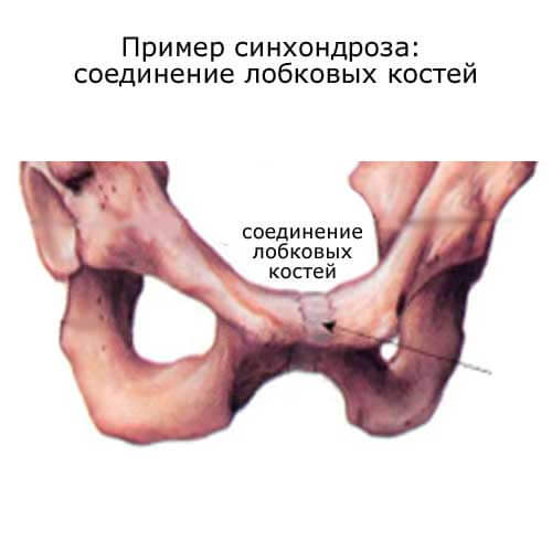 Синхондроз: соединение лобковых костей