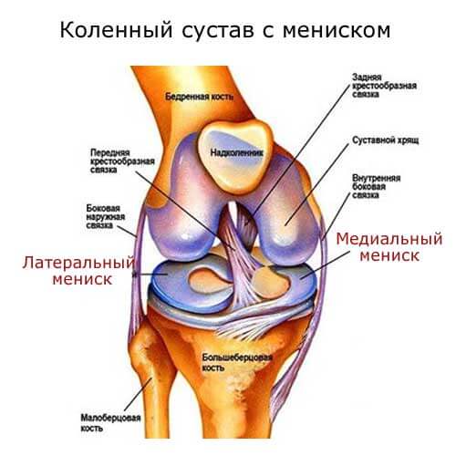 коленный сустав с мениском