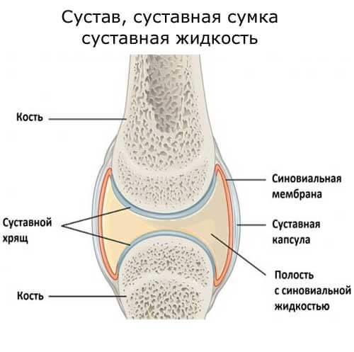 сустав, суставная сумка, суставная жидкость