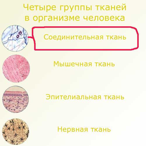 четыре группы тканей, схема