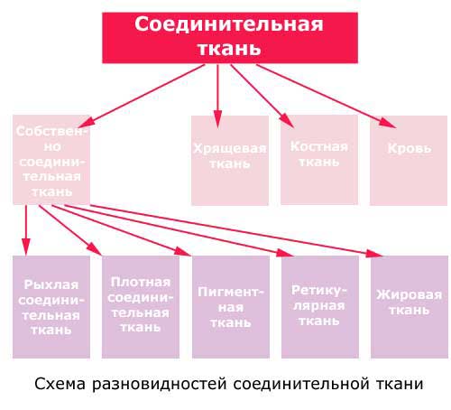 разновидности соединительной ткани, схема