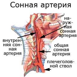 сонная артерия