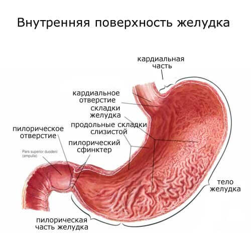 внутренняя поверхность желудка