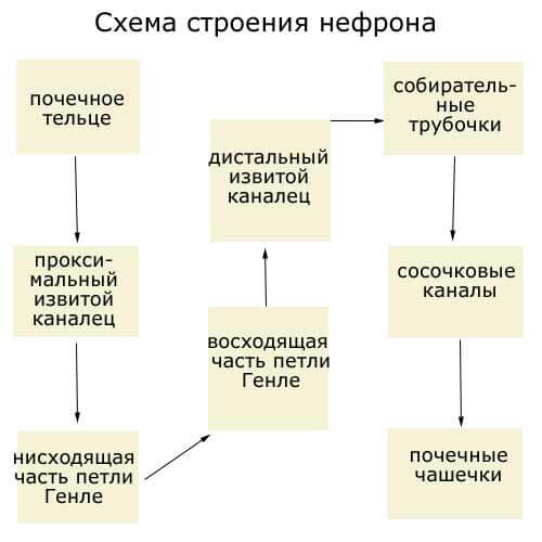 схема строения нефрона