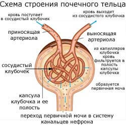 схема строения почечного тельца