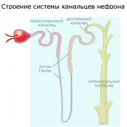 схема строения канальцевой системы нефрона