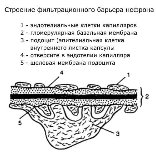 строение фильтрационного барьера нефрона