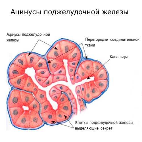 ацинусы поджелудочной железы