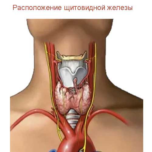 расположение щитовидной железы