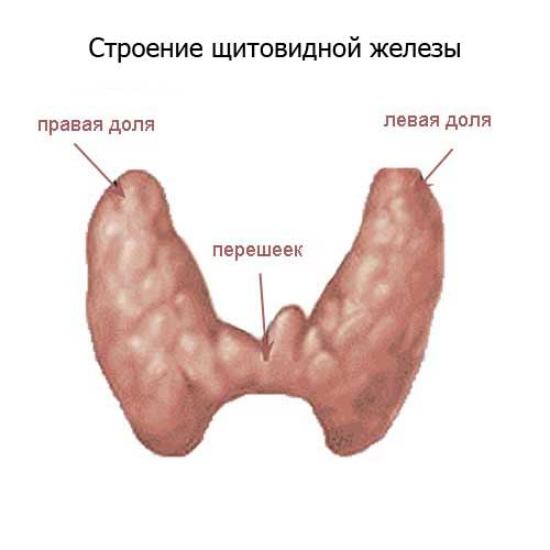 строение щитовидной железы