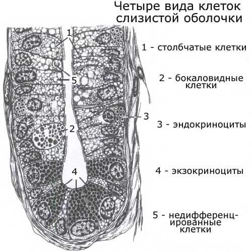 четыре вида клеток слизистой оболочки тонкой кишки