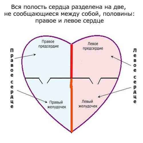 левое и правое сердце