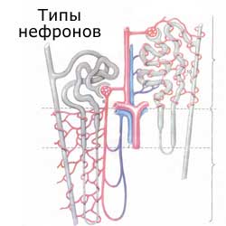 нефроны