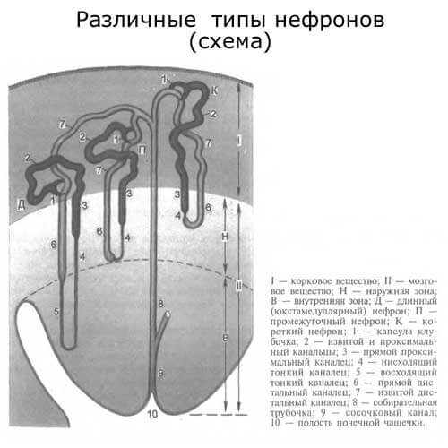 различные типы нефронов