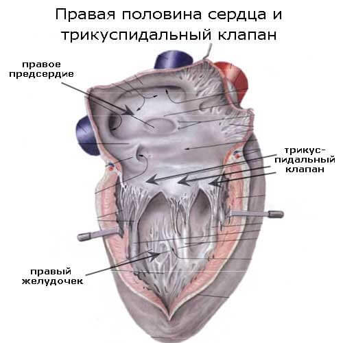 правые отделы сердца и трикуспидальный клапан