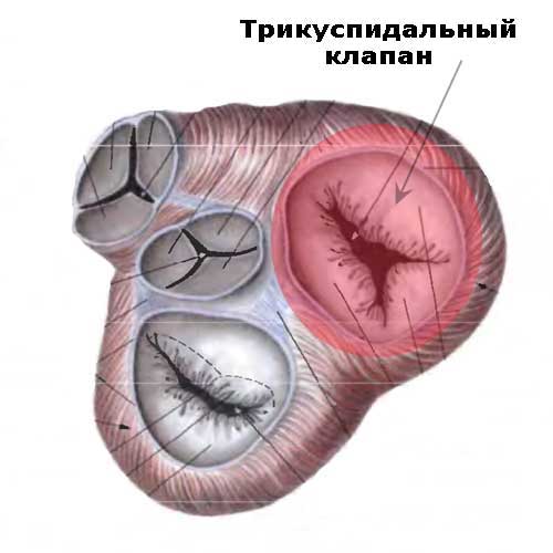 четыре клапана сердца и выделенный трикуспидальный клапан