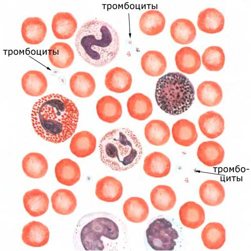 тромбоциты, эритроциты и лейкоциты