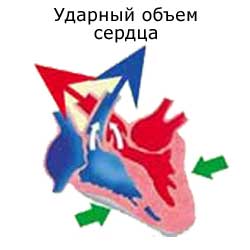 ударный объем сердца (УОС)