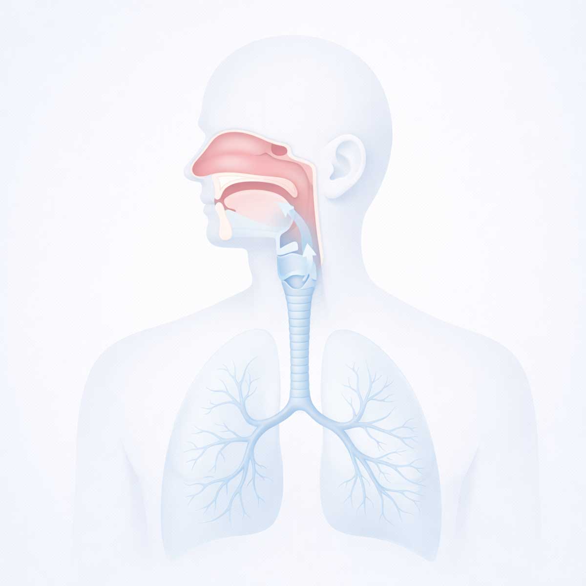 Схема сравнения верхних и нижних дыхательных путей человека с их расположением в дыхательной системе.