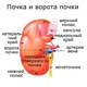 ворота почки