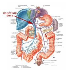 воротная вена