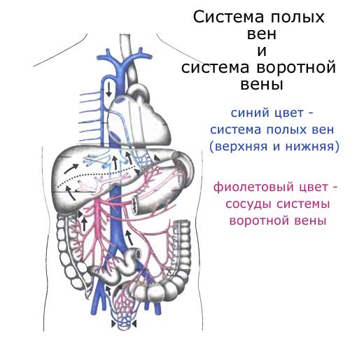 система сосудов воротной вены