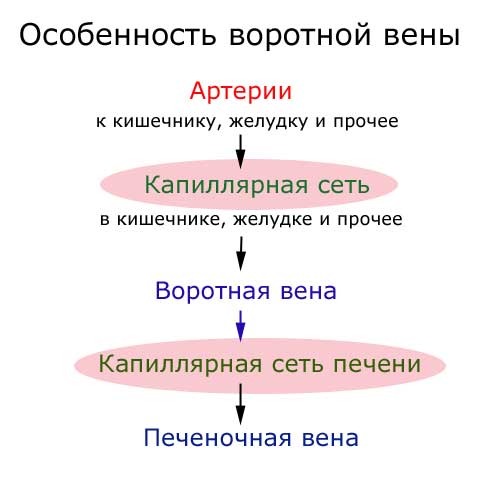 особенность воротной вены