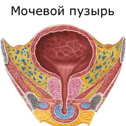мочевой пузырь