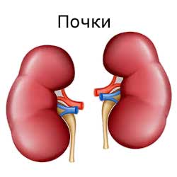 почки