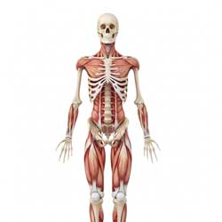 опорно-двигательный аппарат