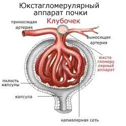 юкстагломерулярный аппарат почки