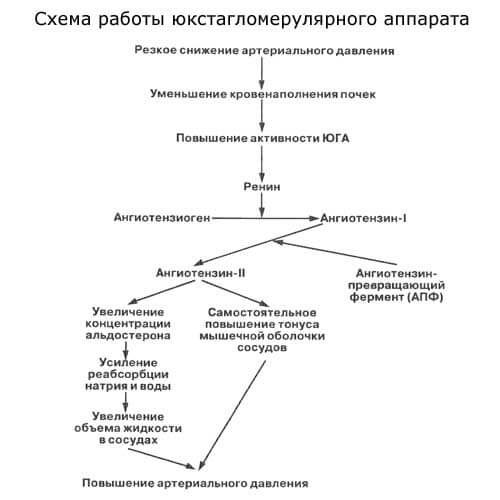 схема работы юкстагломерулярного аппарата