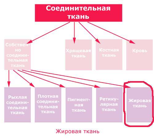 место жировой ткани среди соединительных тканей, схема